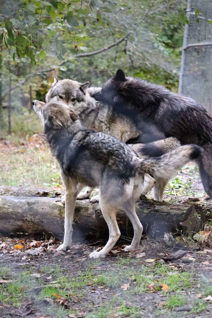 Visiting the Lakota Wolf Preserve A Must Do! Find Love & Travel