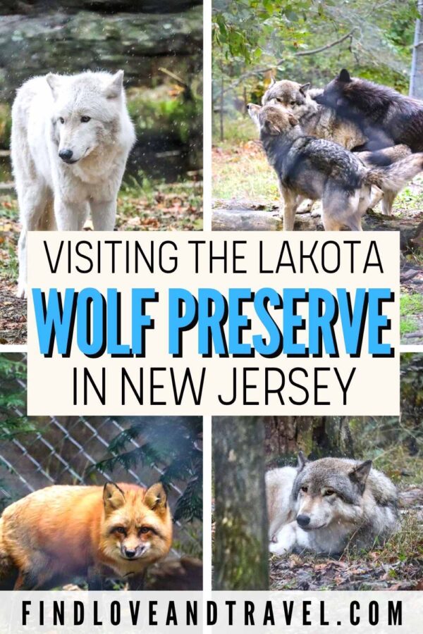 Visiting the Lakota Wolf Preserve Just Outside NYC Find Love and Travel