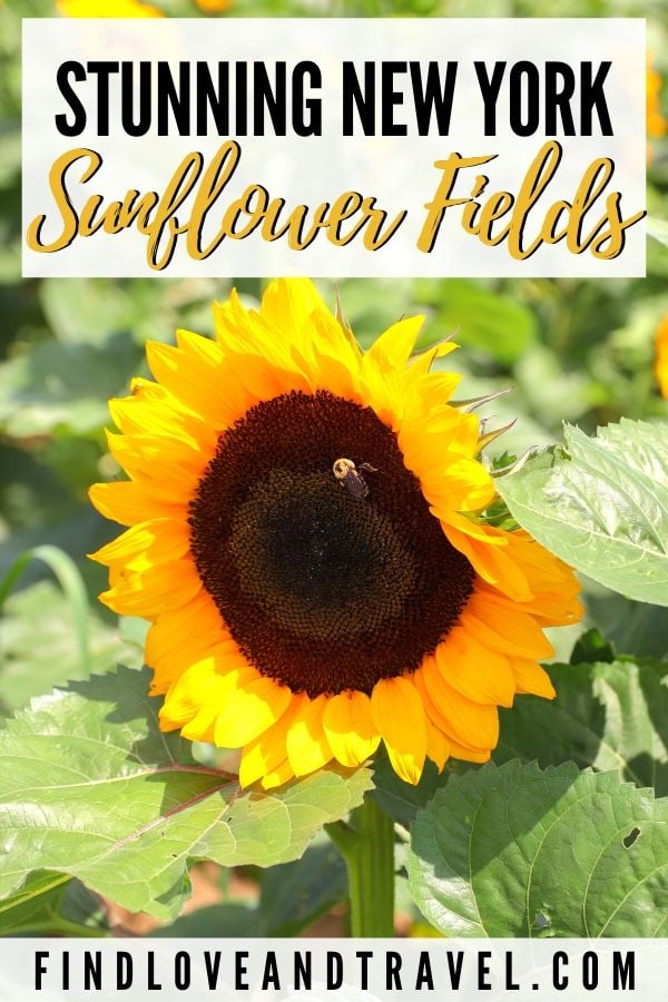 Beautiful Sunflower Fields In Long Island, NY Find Love & Travel