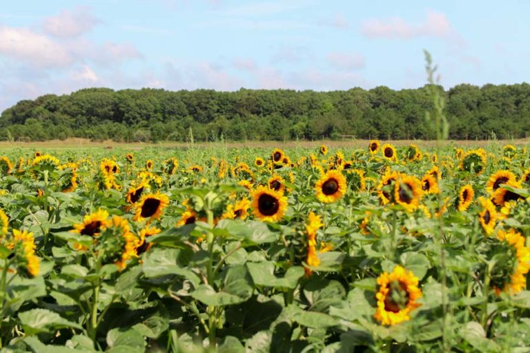 15+ Fun Fall Activities on Long Island New York (From a Local) Find