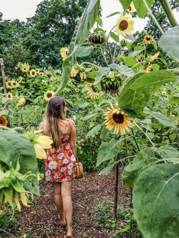 STUNNING Sunflower Fields In Long Island, NY (FROM A LOCAL) Find Love