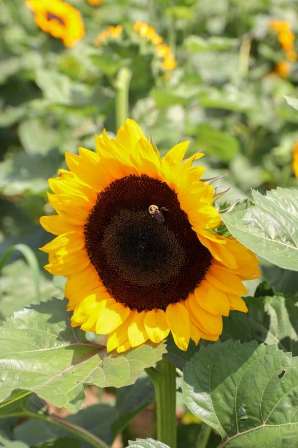 STUNNING Sunflower Fields In Long Island, NY (FROM A LOCAL) Find Love