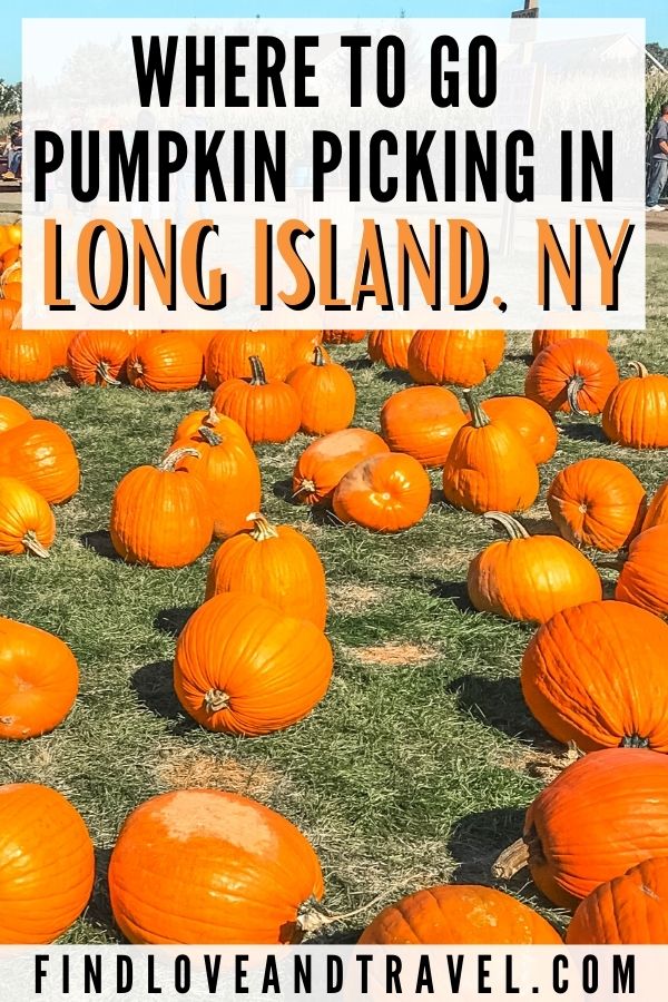 Best Places to go Pumpkin Picking on Long Island 2020 Pumpkin Patches