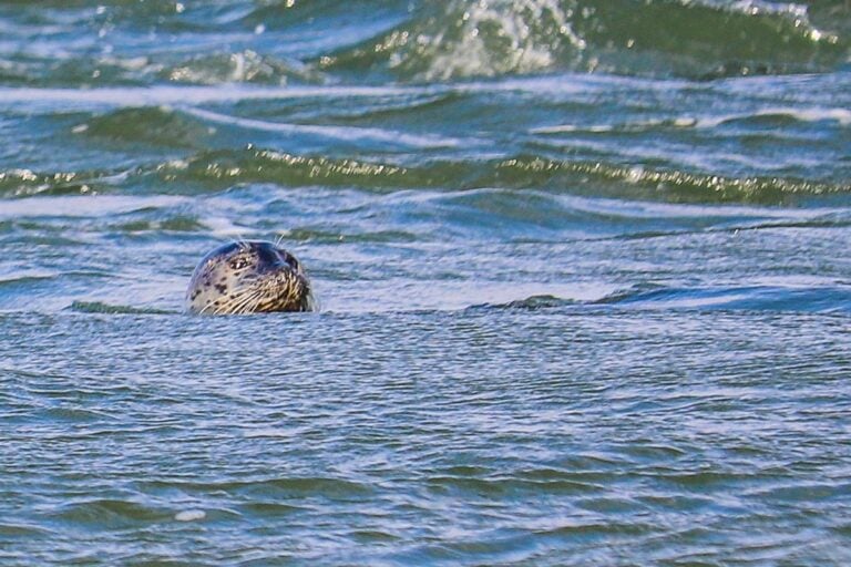 16 Fun Winter Activities on Long Island, NY 2024 (From a Local)