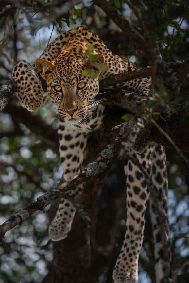 Leopard in a tree in Tanzanina.