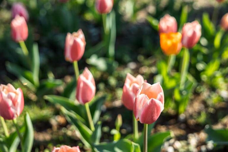 Beautiful Tulip Fields in NC You Won't Want to Miss Find Love and Travel