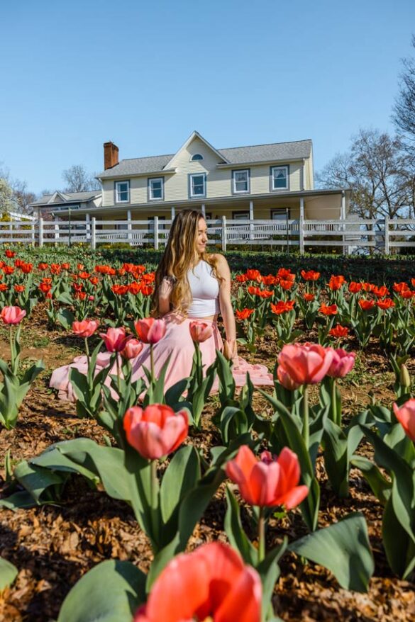 Beautiful Tulip Fields in NC You Won't Want to Miss Find Love and Travel