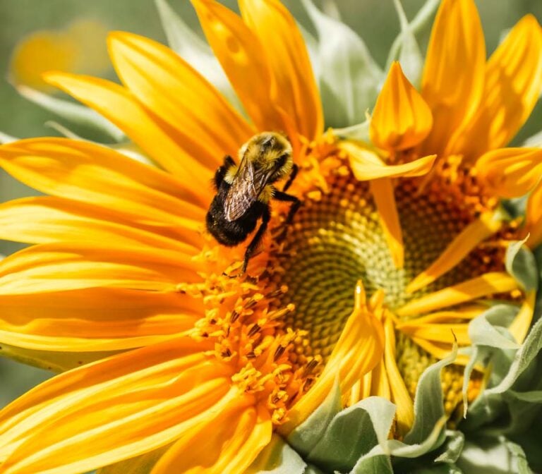 STUNNING Sunflower Fields In Long Island, NY (FROM A LOCAL) Find Love and Travel