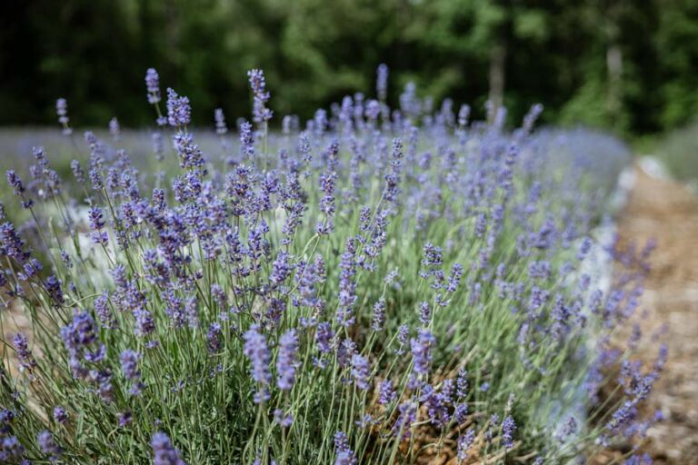 Beautiful Lavender Farms in NC to Visit This Summer Find Love and Travel
