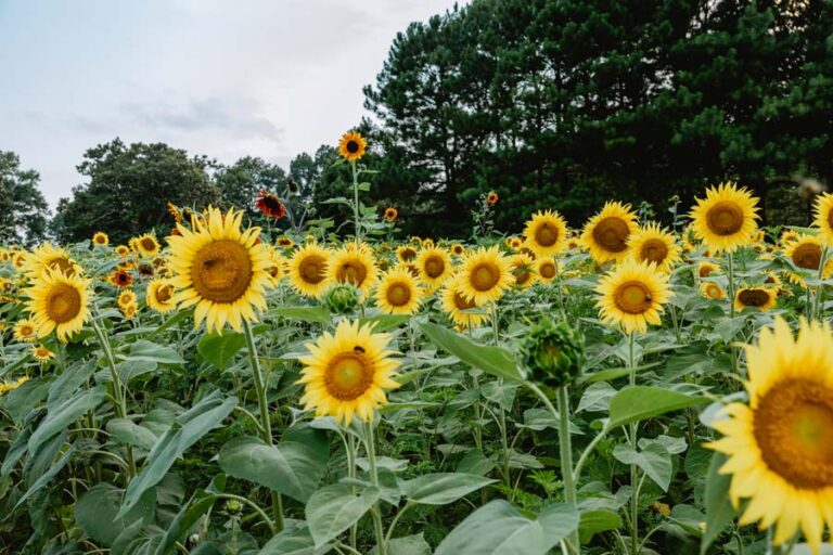 Beautiful Sunflower Fields in NC 2024 Find Love and Travel