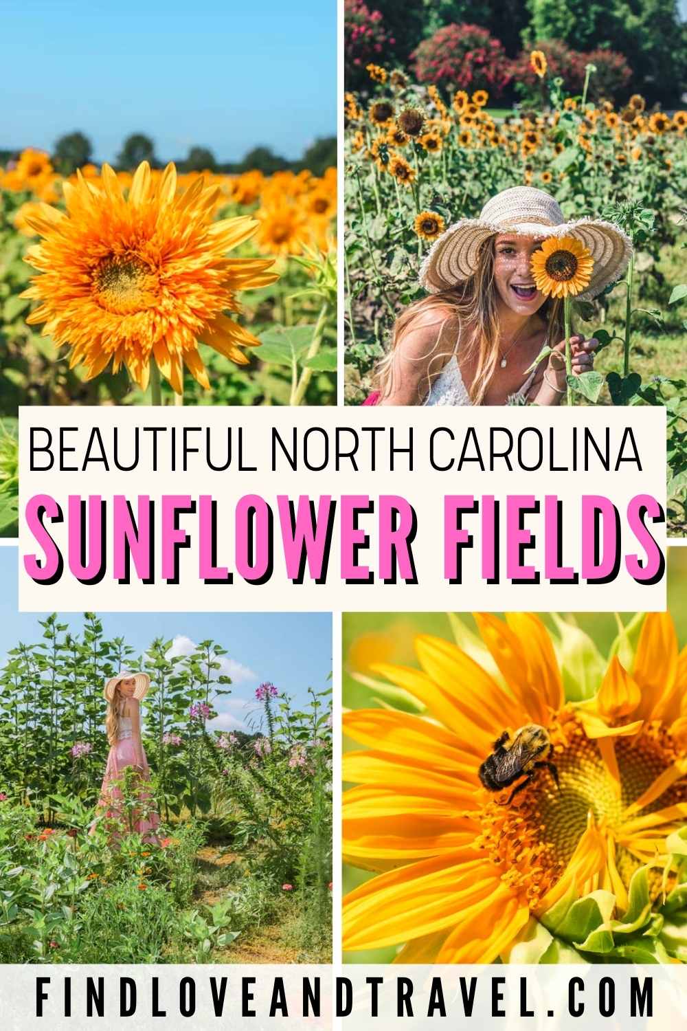 Beautiful Sunflower Fields in NC 2021 Find Love & Travel