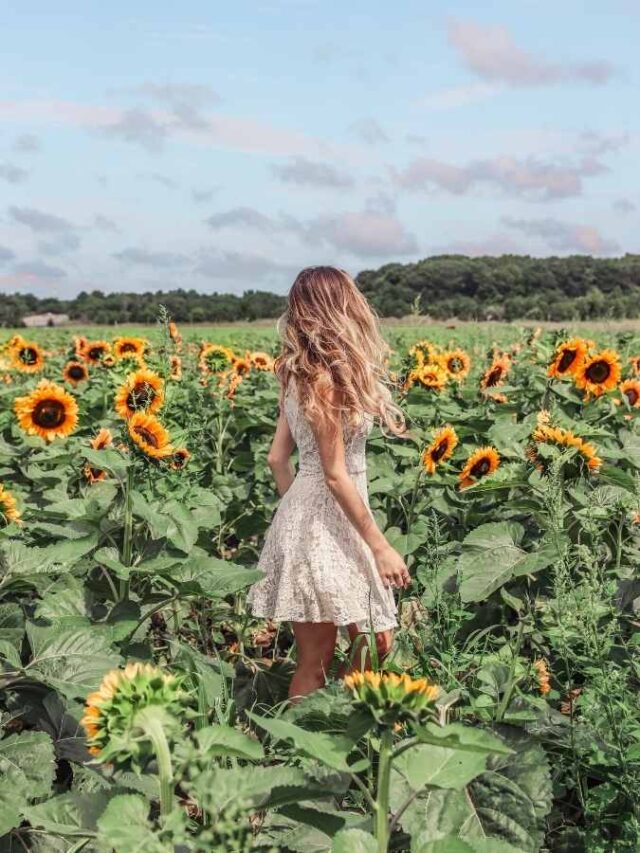2022 Sunflower Fields on Long Island New York Find Love and Travel