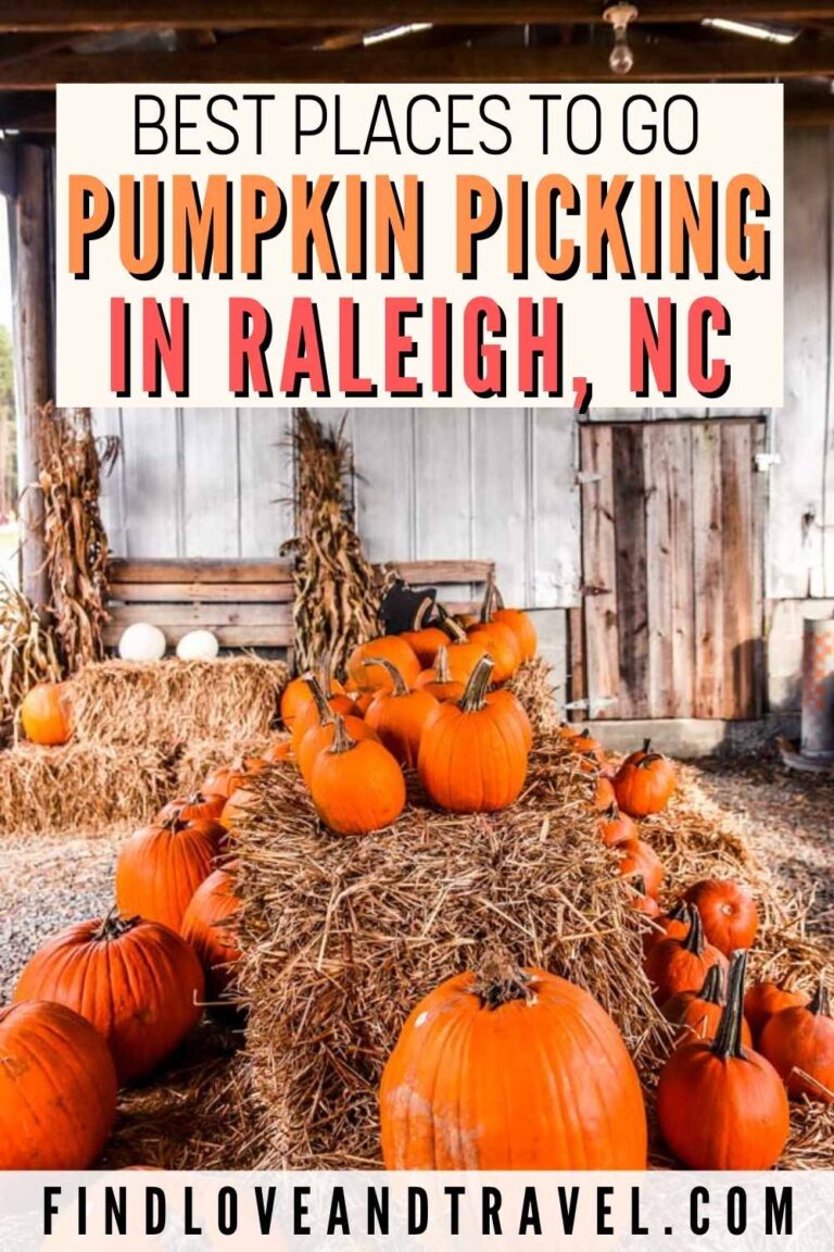 Best Pumpkin Picking Patches in Raleigh, NC (Plus Corn Mazes & Tips