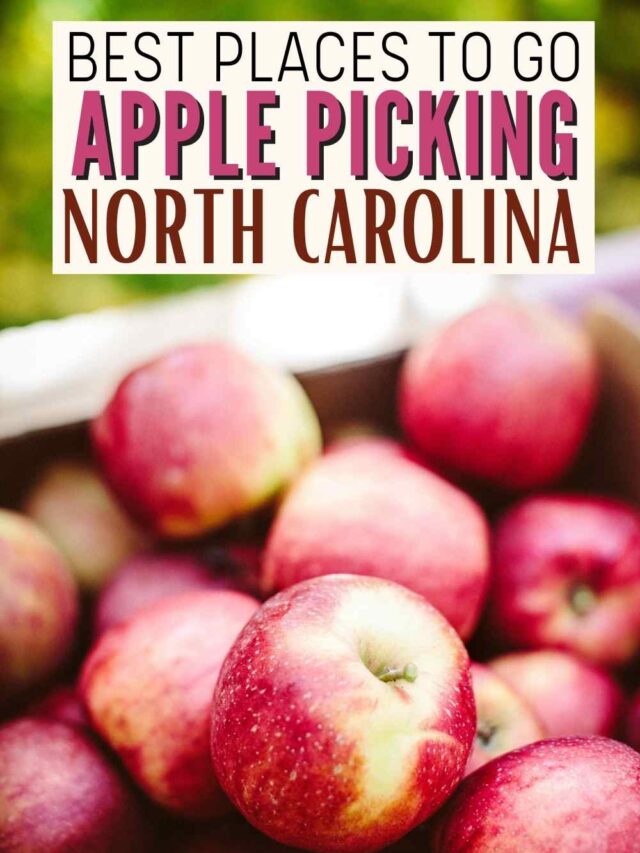 Best Apple Orchards in NC Find Love and Travel