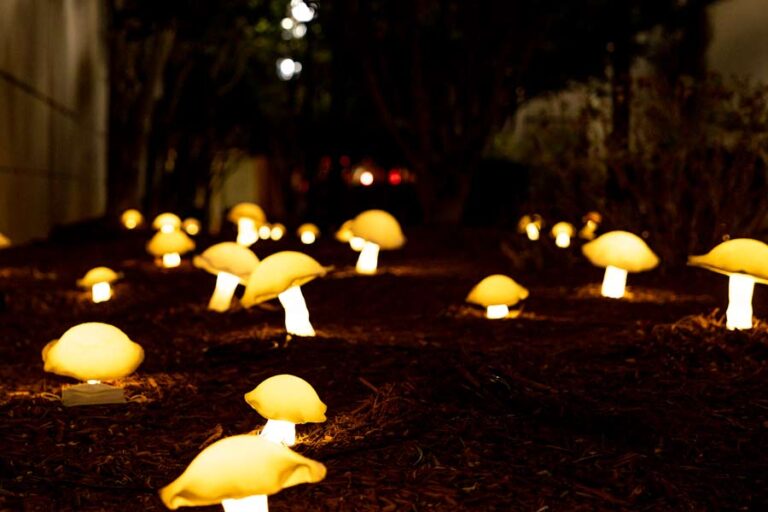 Awesome Raleigh Christmas Lights and Displays Find Love and Travel