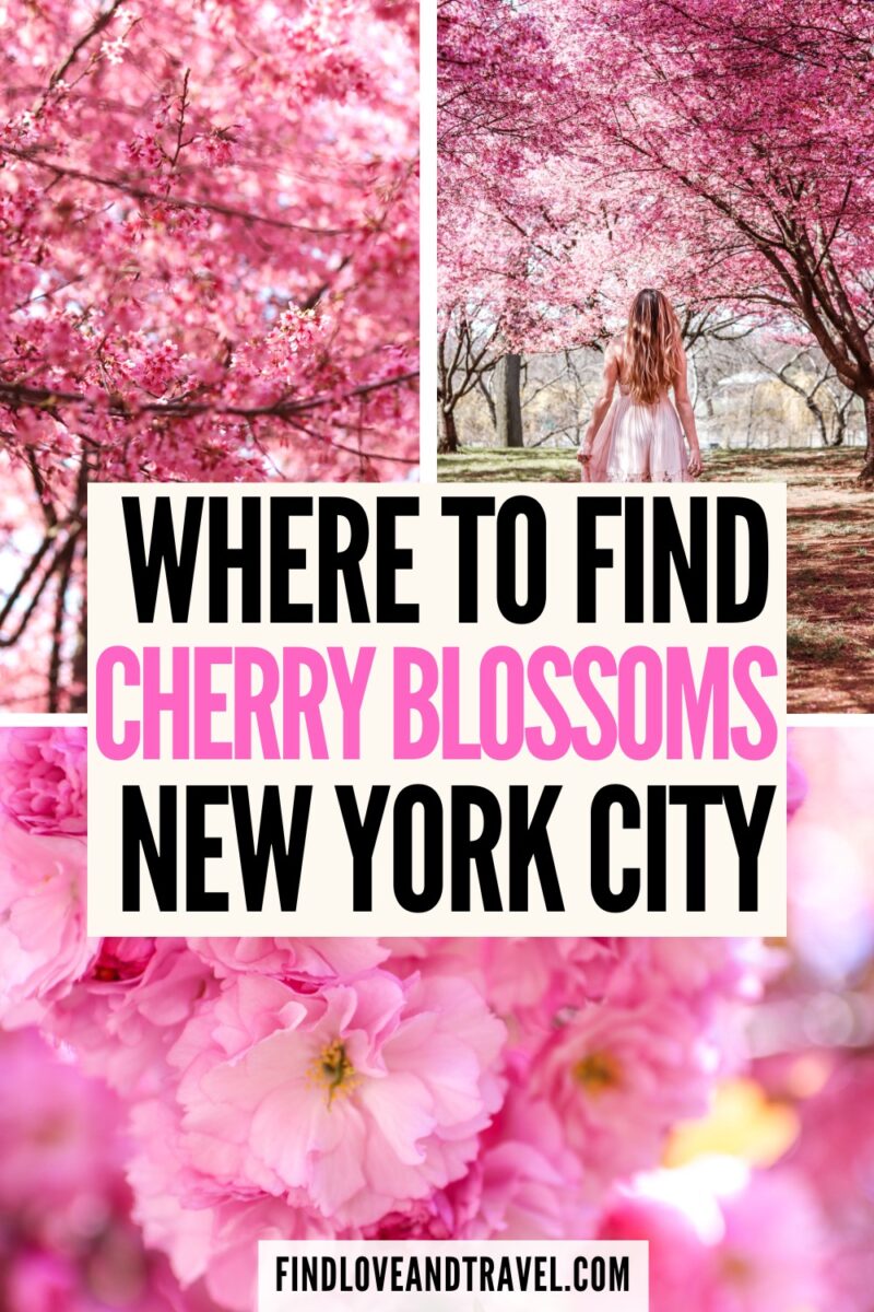 Best Places to See Cherry Blossoms in NYC (2024) Find Love and Travel