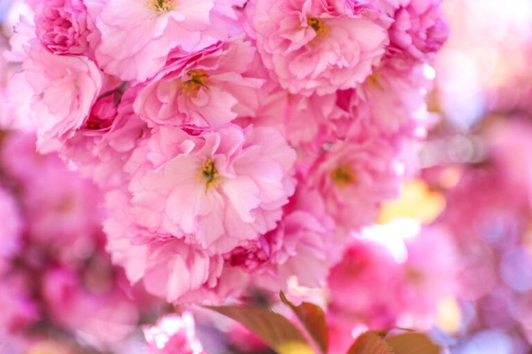 Best Places to See Cherry Blossoms in NYC (2024) Find Love and Travel