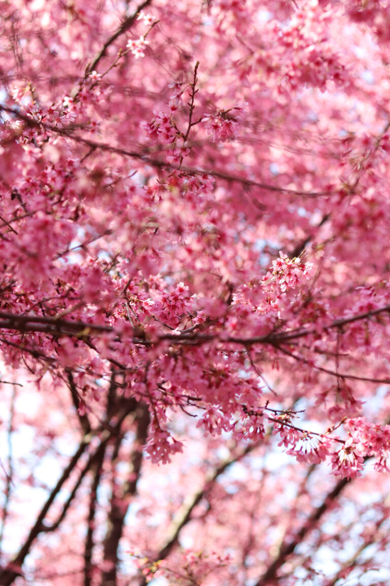 Best Places to See Cherry Blossoms in NYC (2024) Find Love and Travel