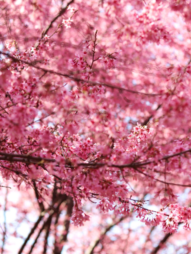 Blooming Cherry Blossoms in NYC Find Love and Travel