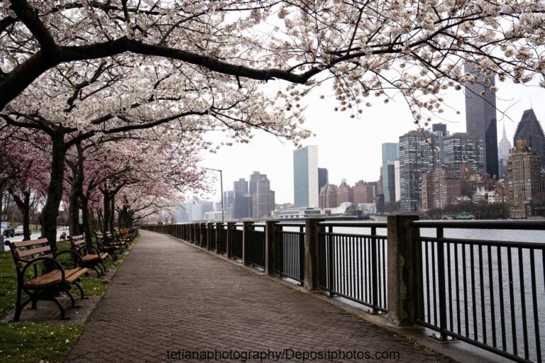 Best Places to See Cherry Blossoms in NYC (2024) Find Love and Travel