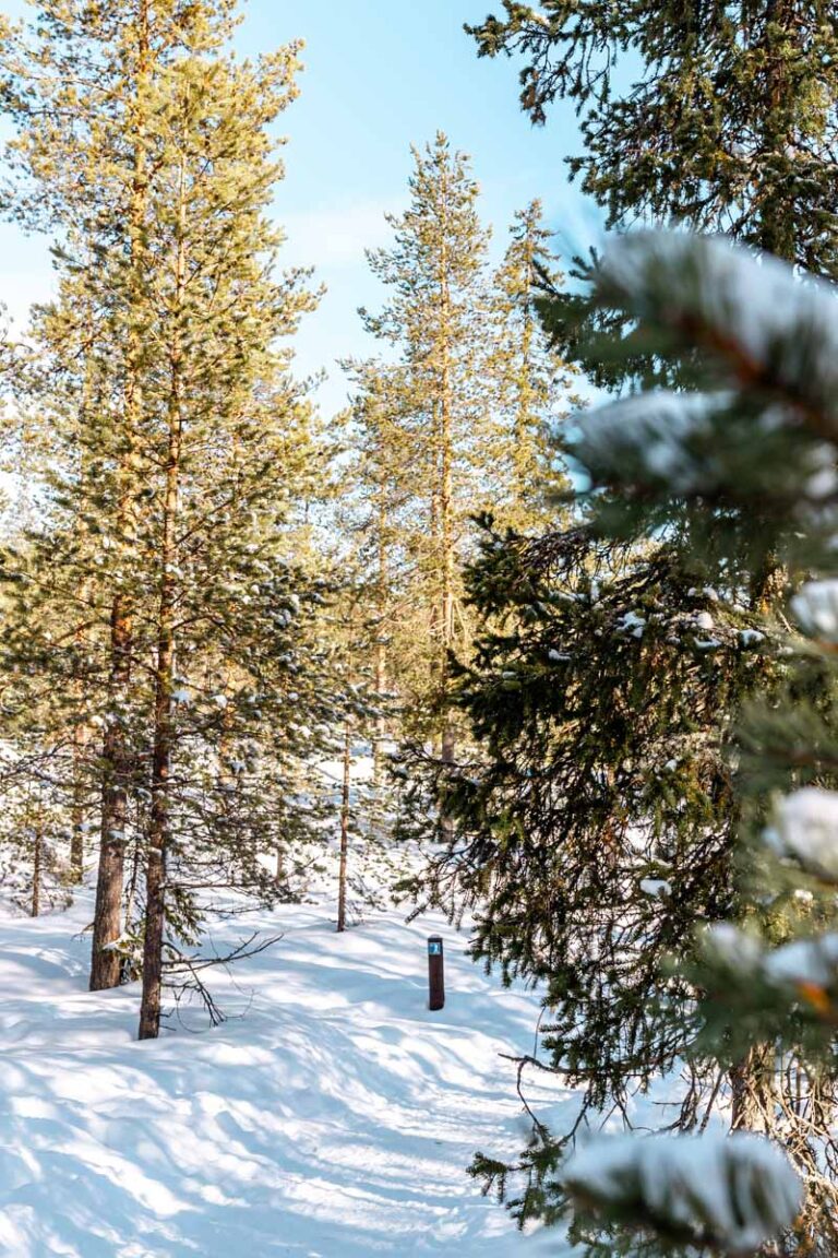 Forest Near Rovaniemi Epic Rovaniemi Winter Itinerary (1 to 5 Magical Days in Lapland) - Find ...