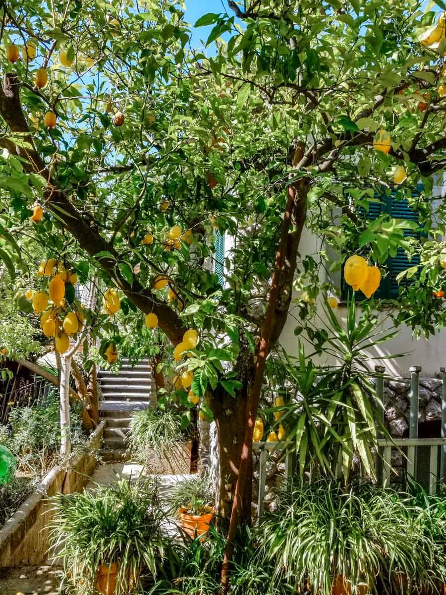 Lemon Grove in Sorrento
